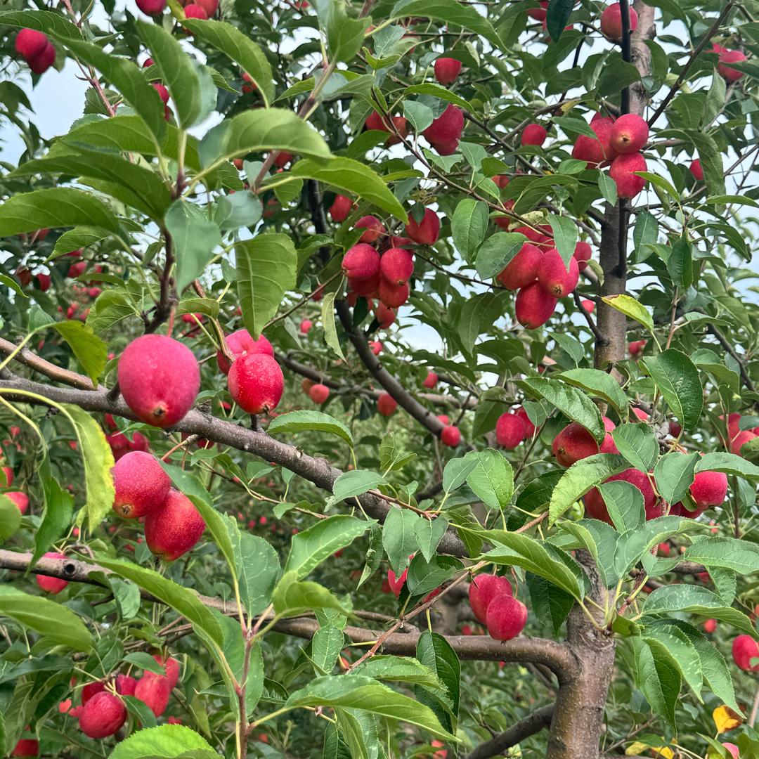 沈阳小崔
