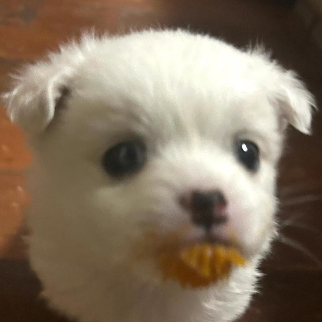 萨卡班甲鱼⊙▽⊙