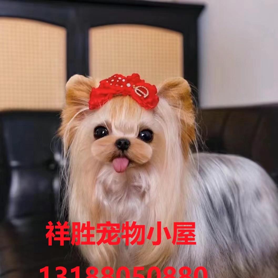 祥胜犬舍