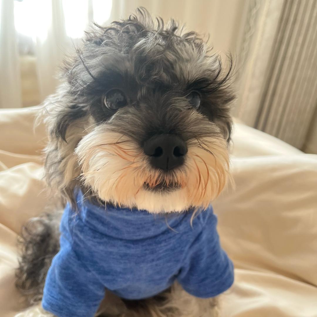 屁兜是只雪纳瑞