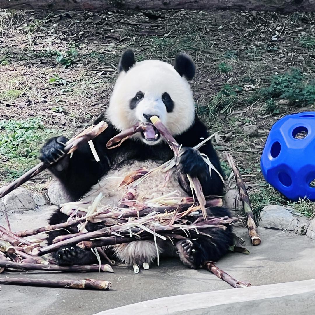 🦄超级无敌面包脑袋🐼