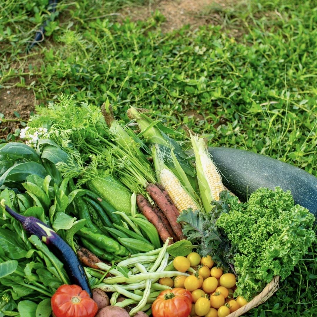 时鲜集应季蔬菜