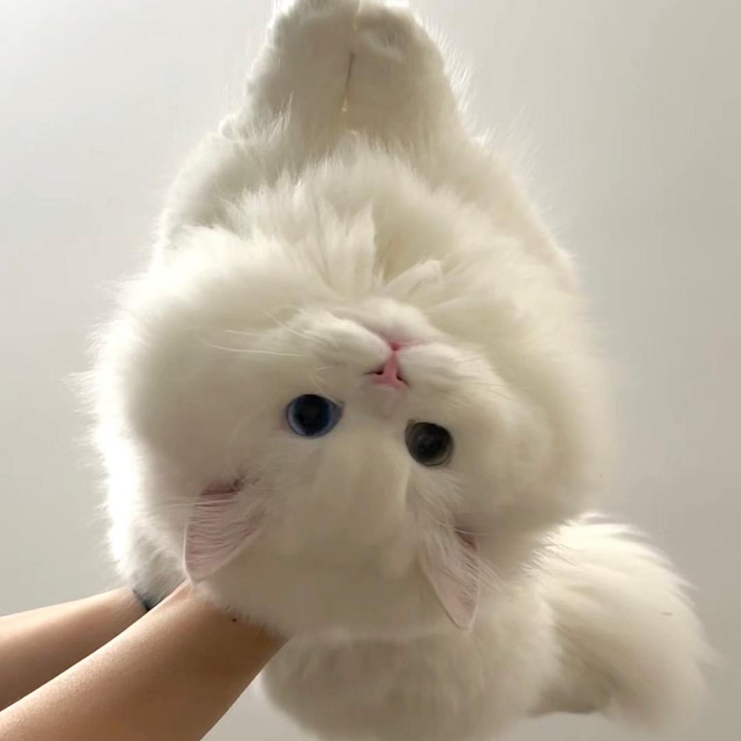 巧克力蛋糕