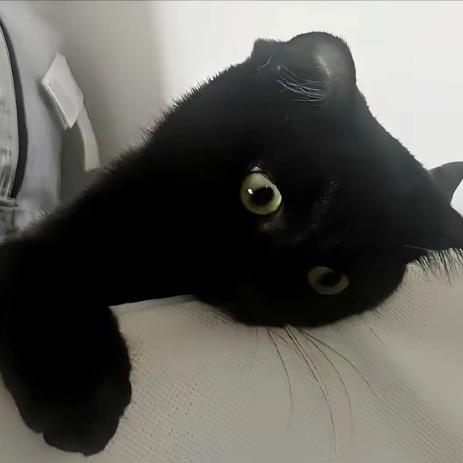 魚