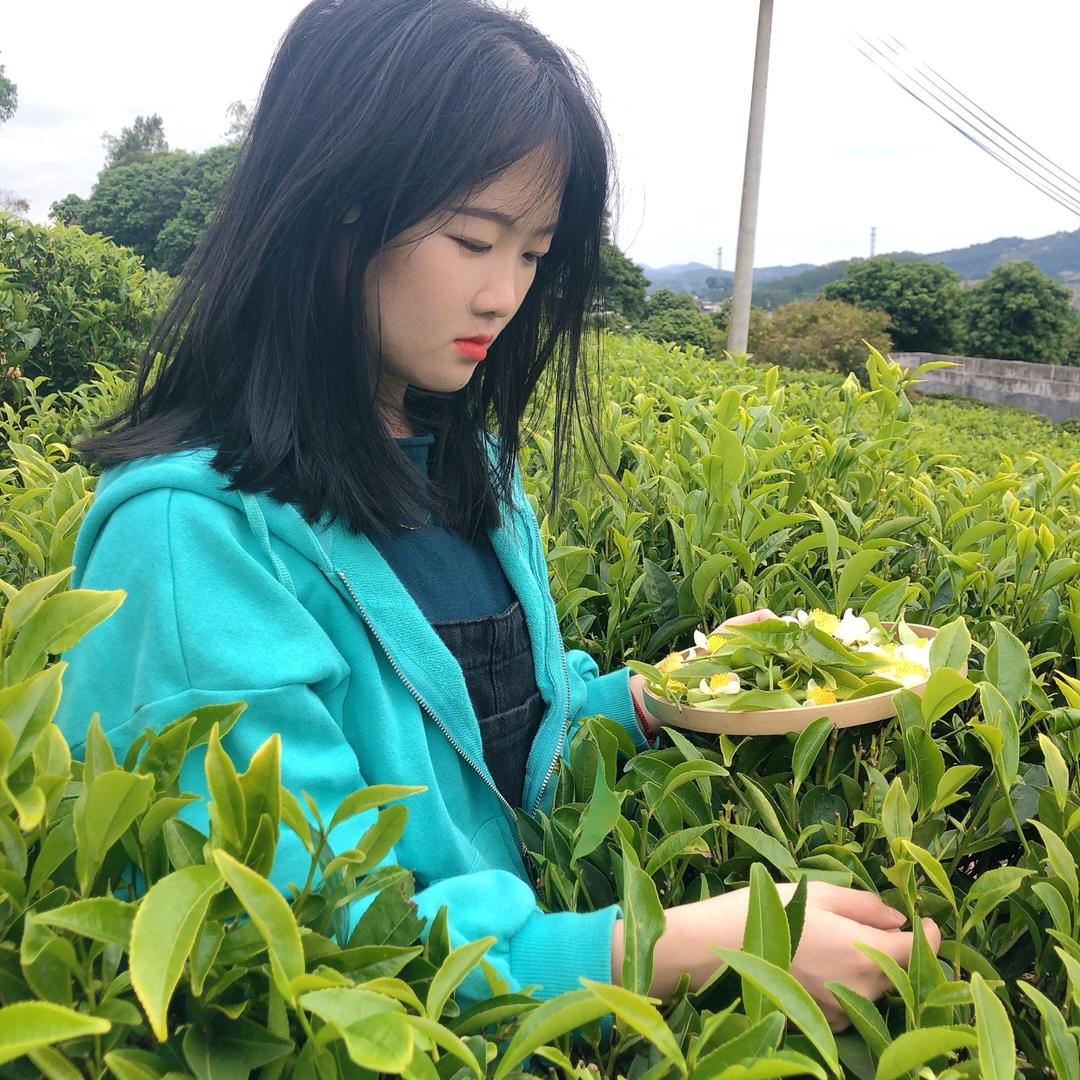 瑞雪茗韵单丛茶