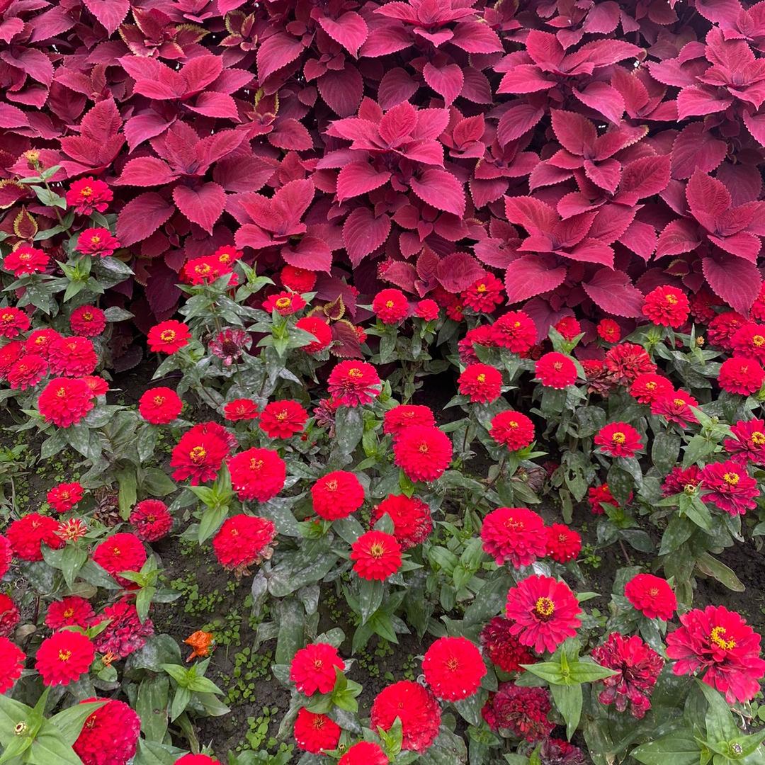 好运来…．．％