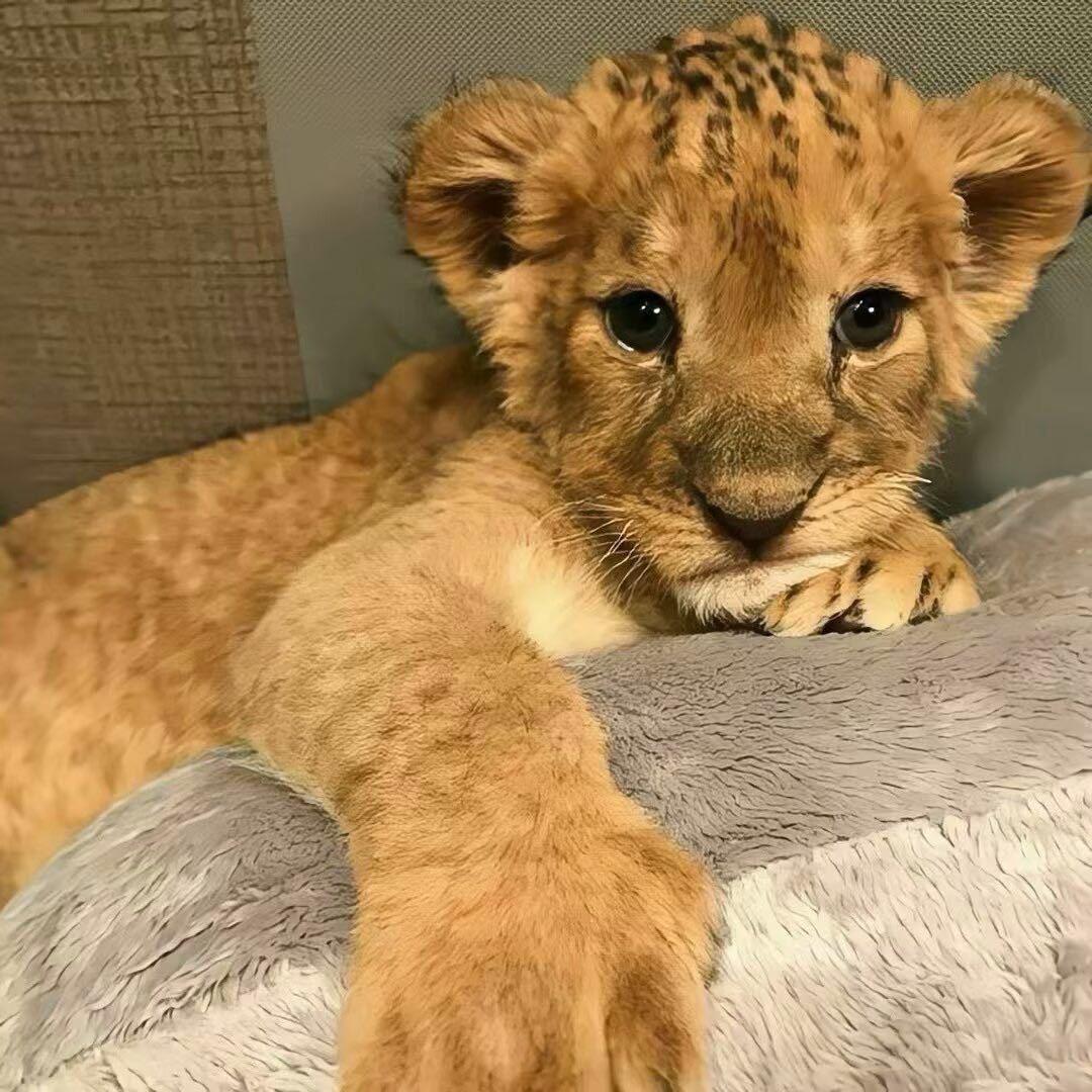 Lazy