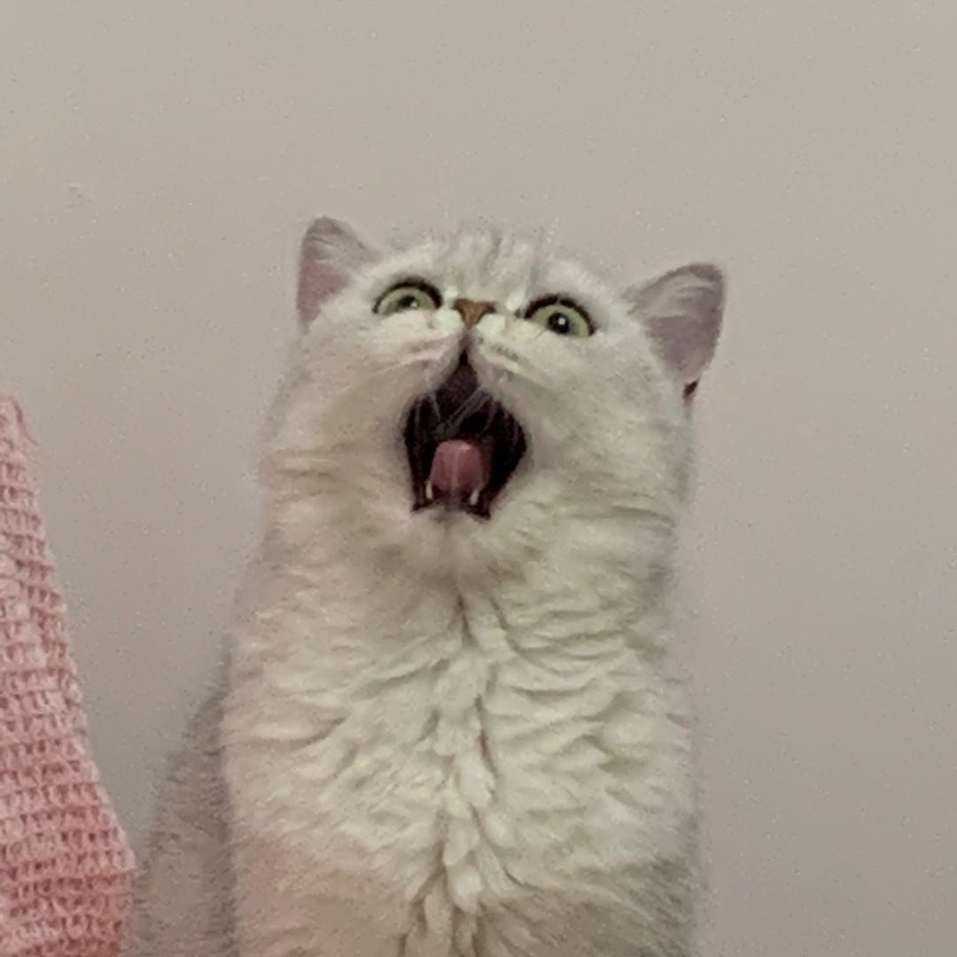 小枫枫枫阿