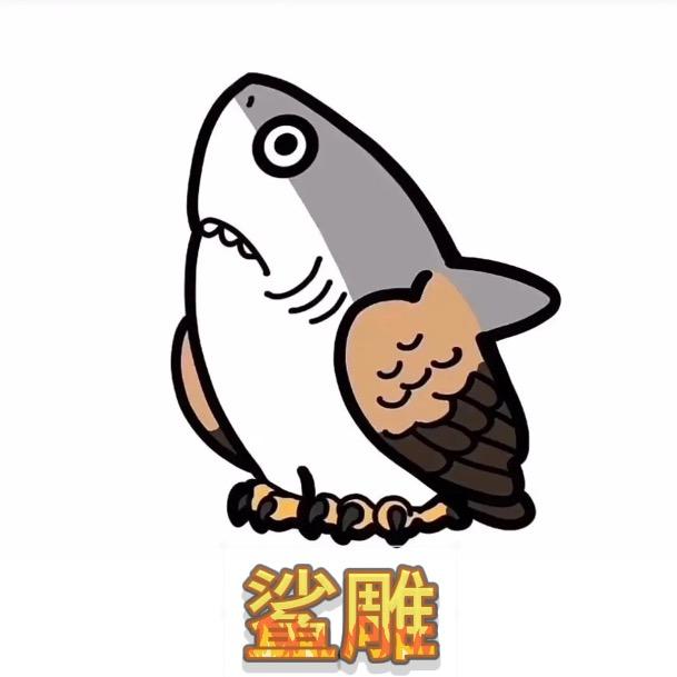 鲨鱼酷裤🦈