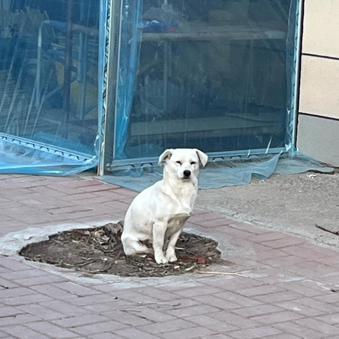 奥利给