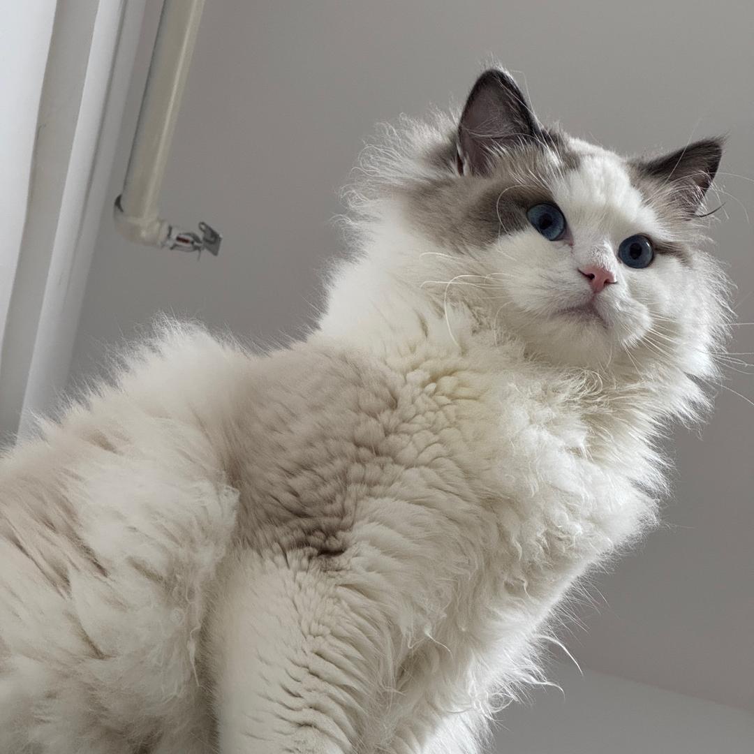 清梦