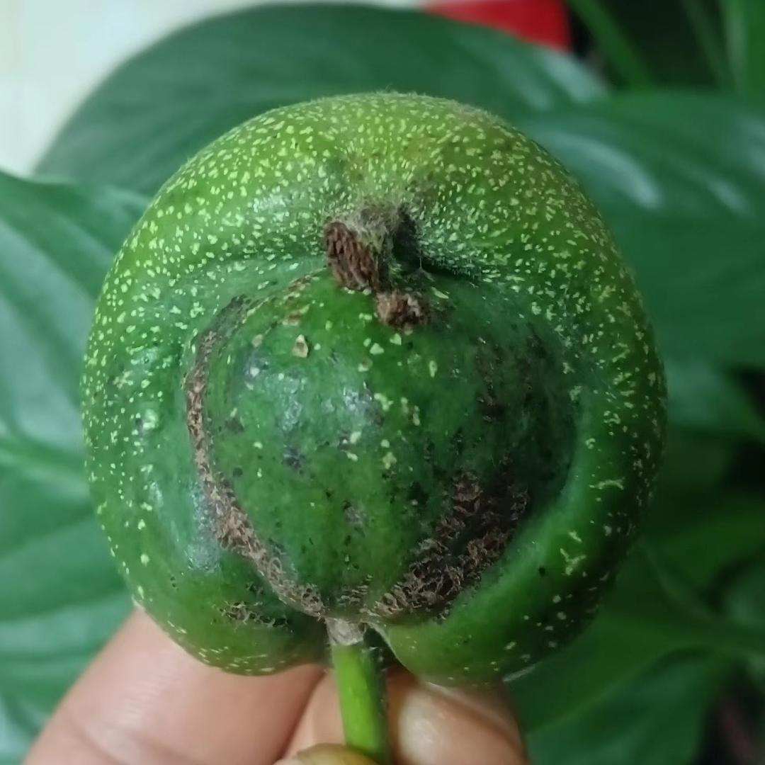 飛飛文玩