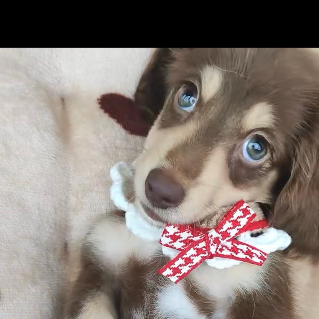 杭州长毛腊肠精品犬舍