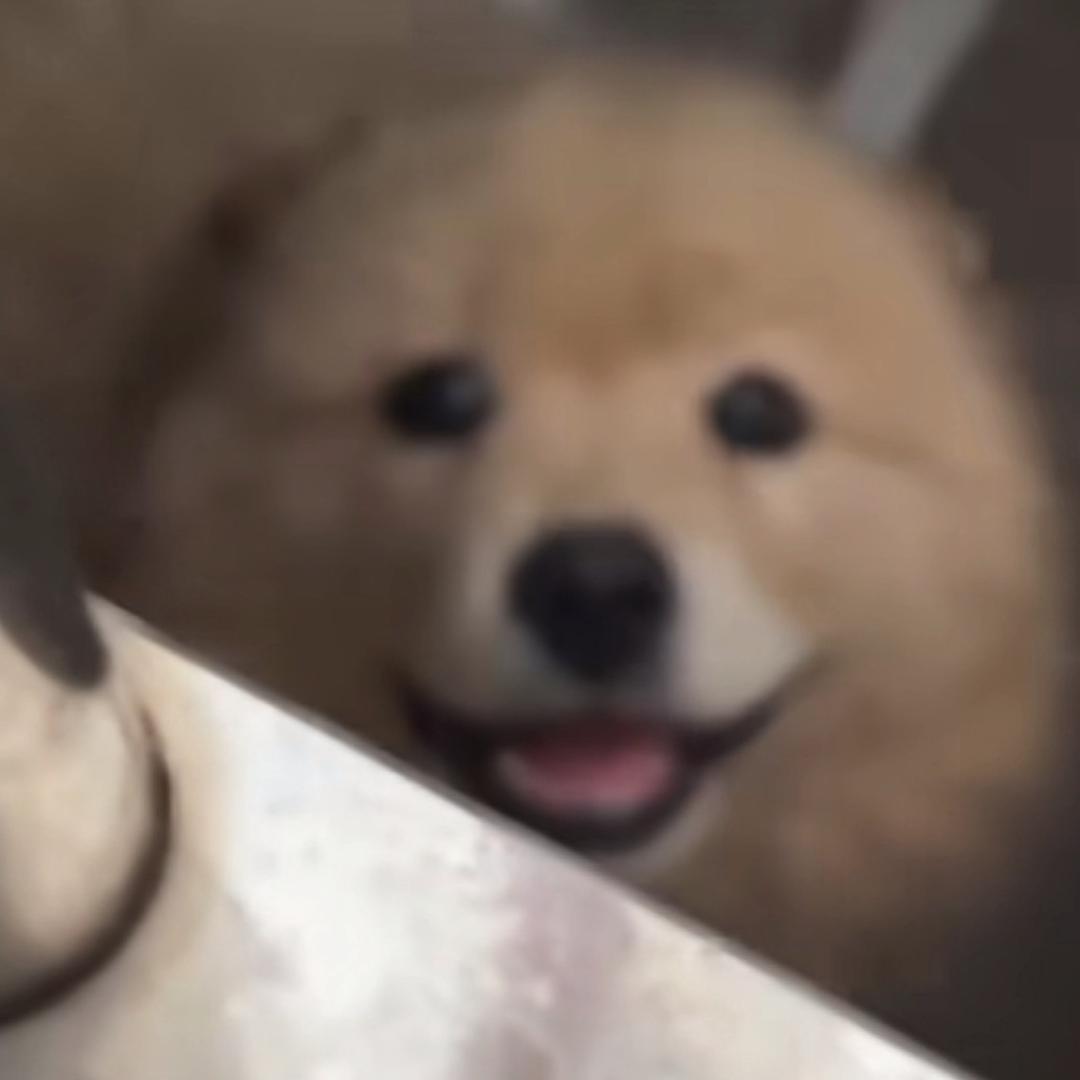 别哭啦小狗！