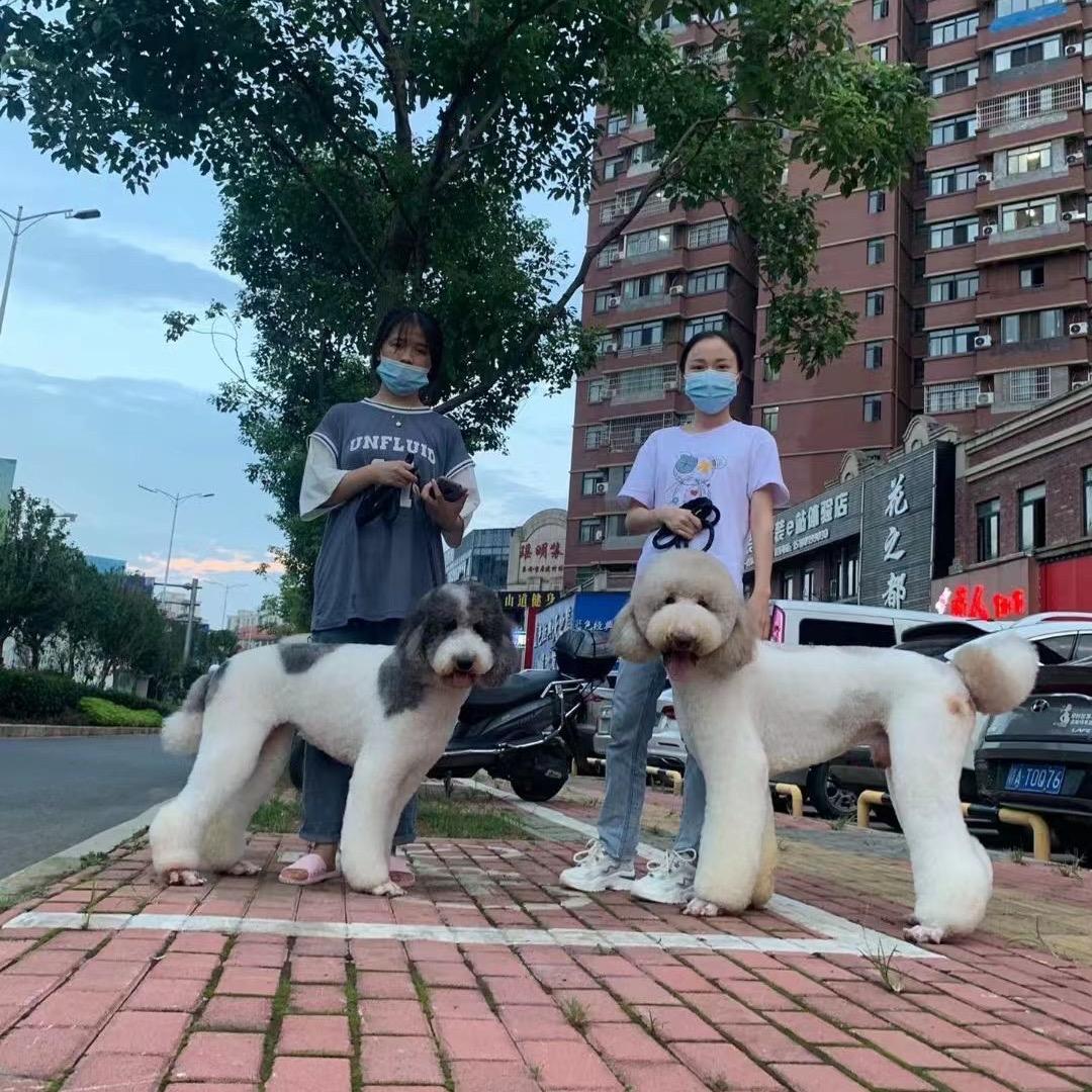 吉安市青原区甜甜宠屋宠物店（个体工商户）