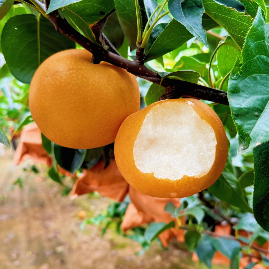 烟台秋月梨专场