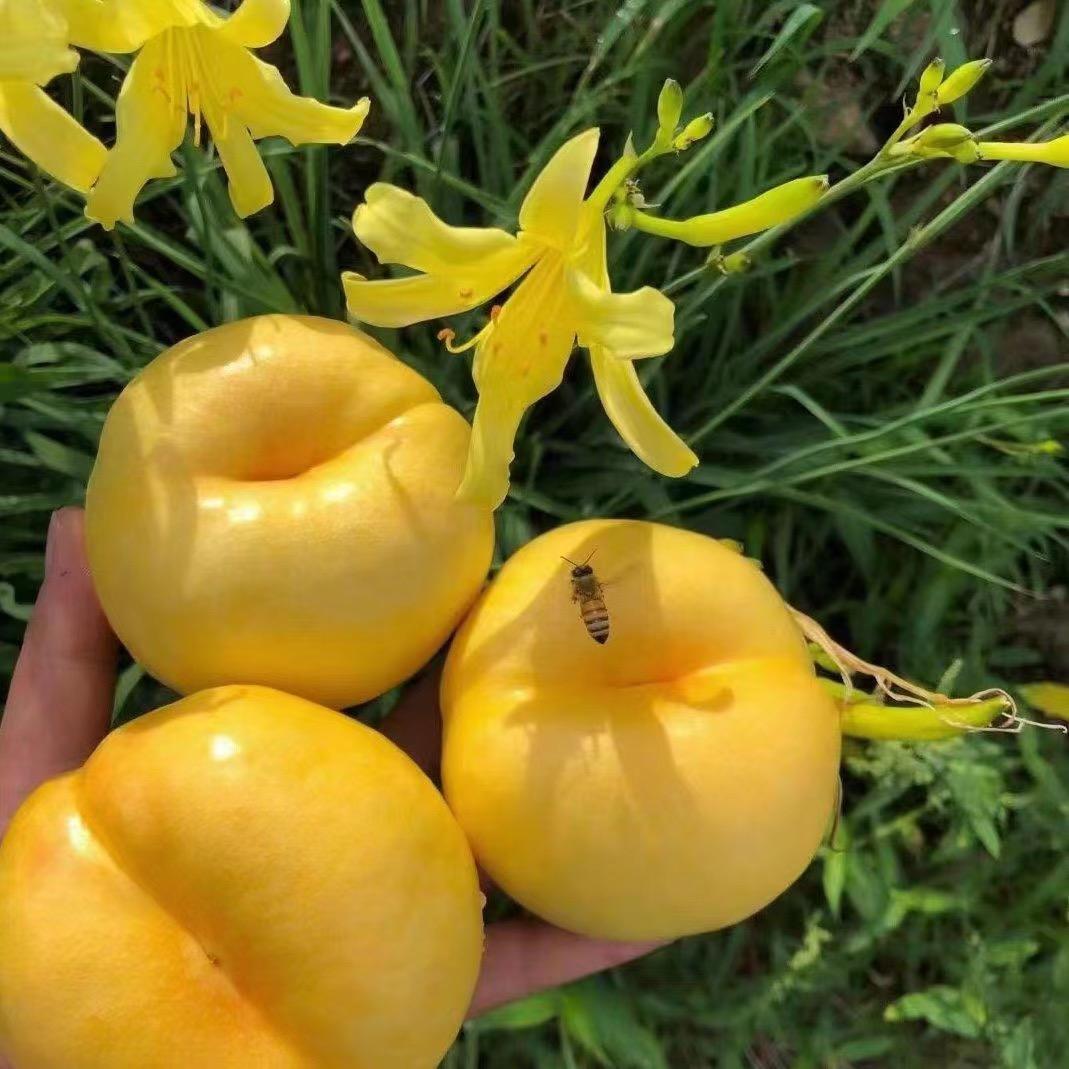 花果山桃源
