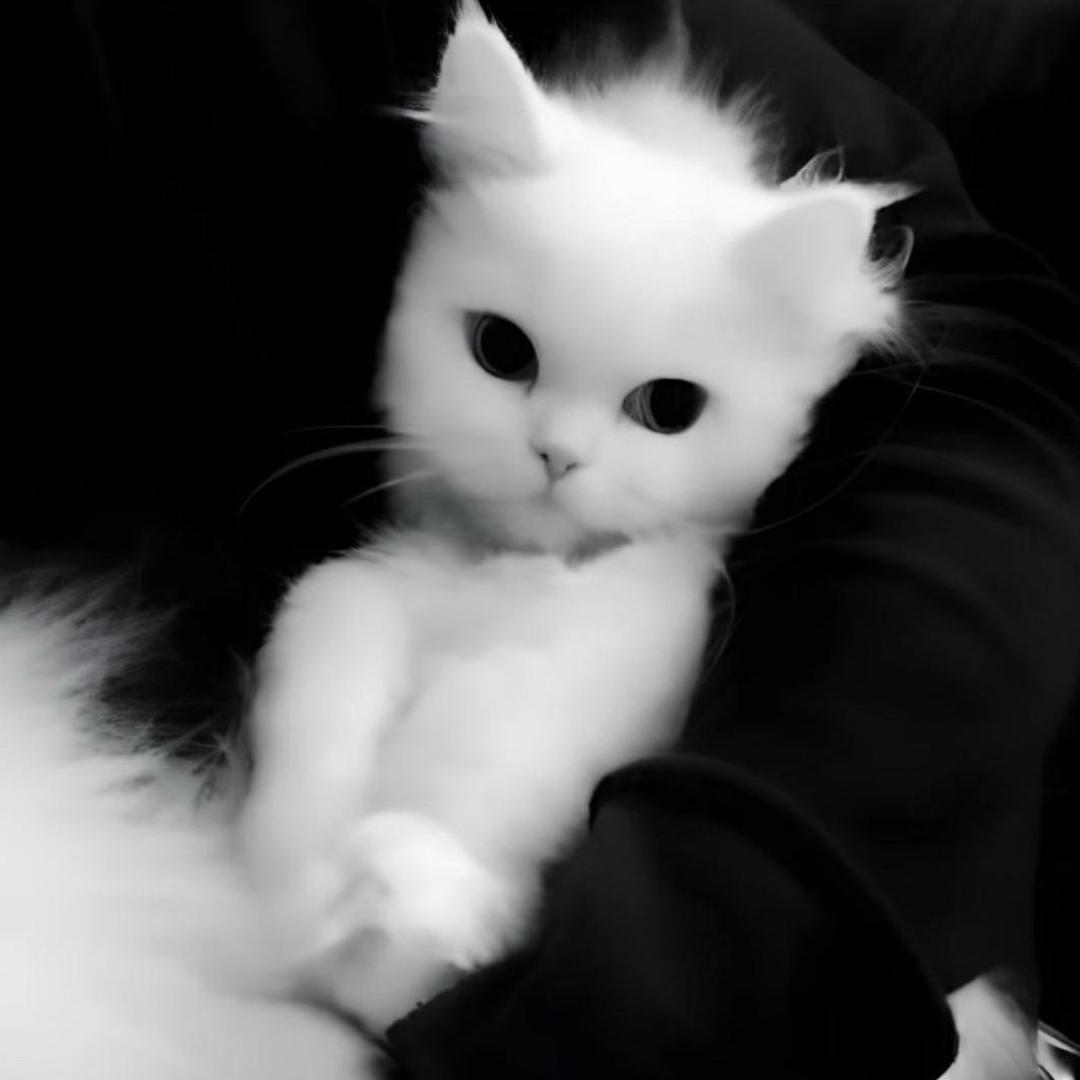 小蛋挞