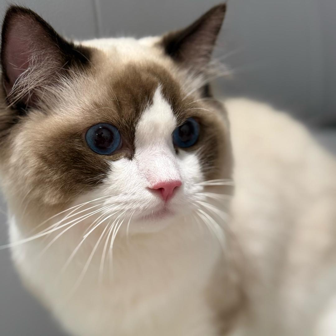 ✨✨✨小猫哆咪🌈🌈🌈