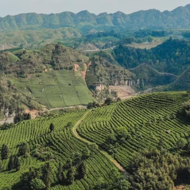四海茶行