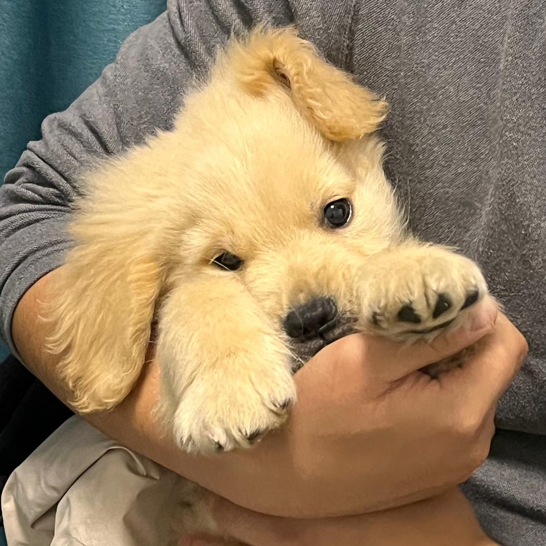 Puppy 的小家