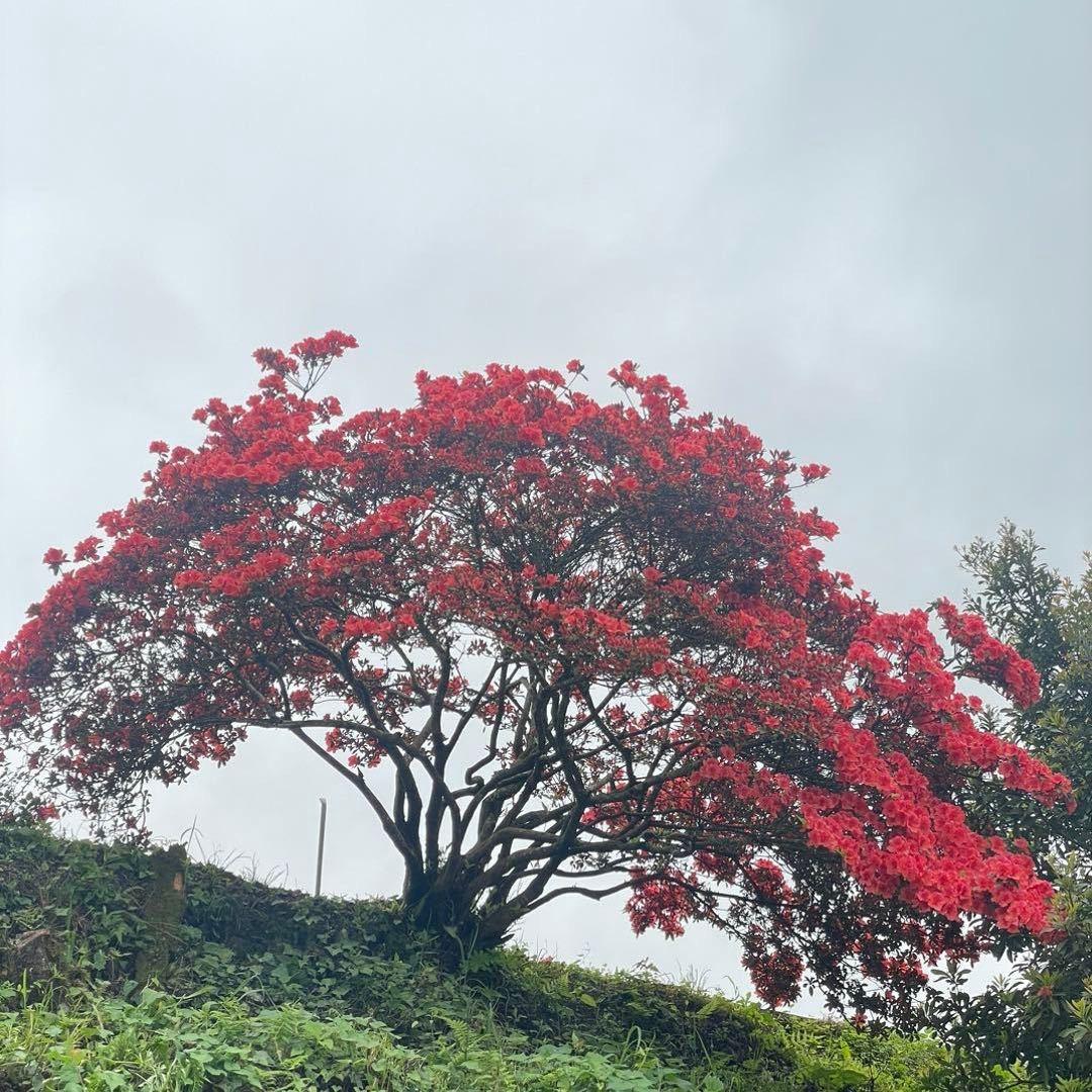 花匠