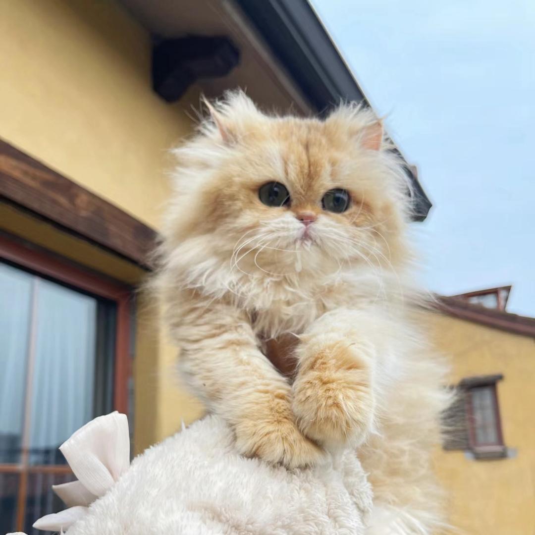 养猫的小糖