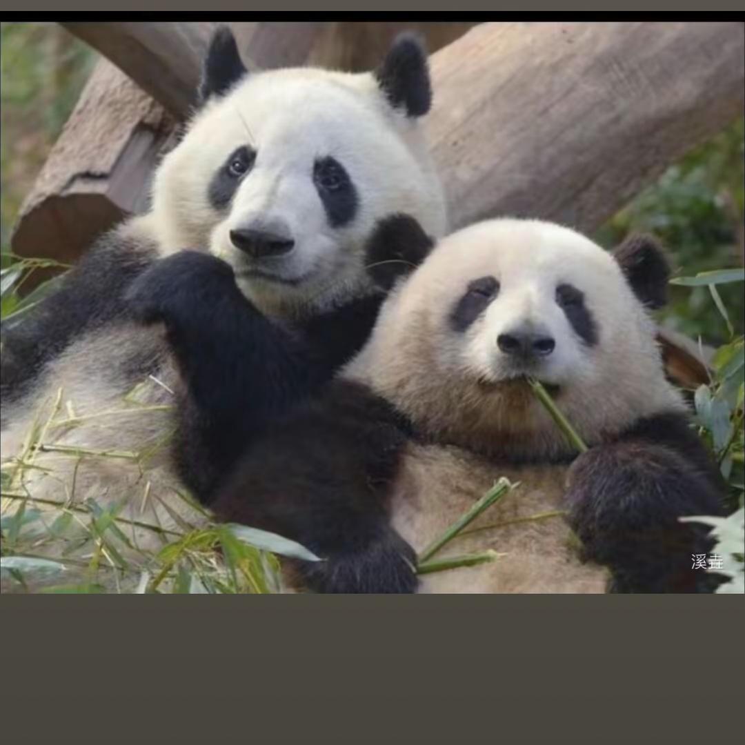 花叶不分开