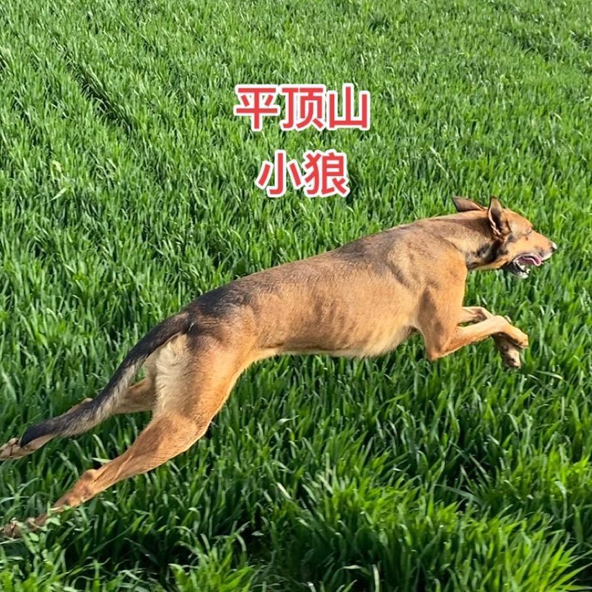 小狼宠物用品