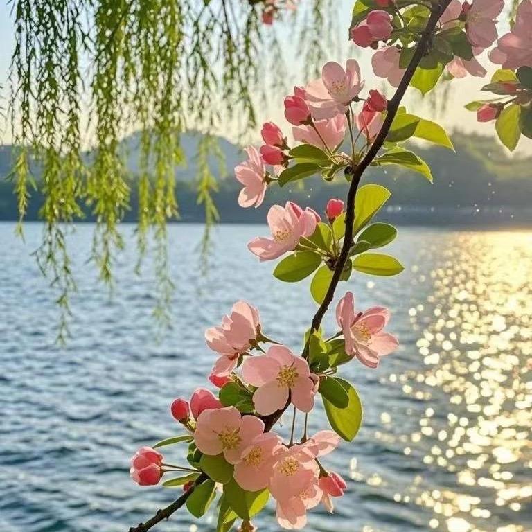 葳蕤菡萏