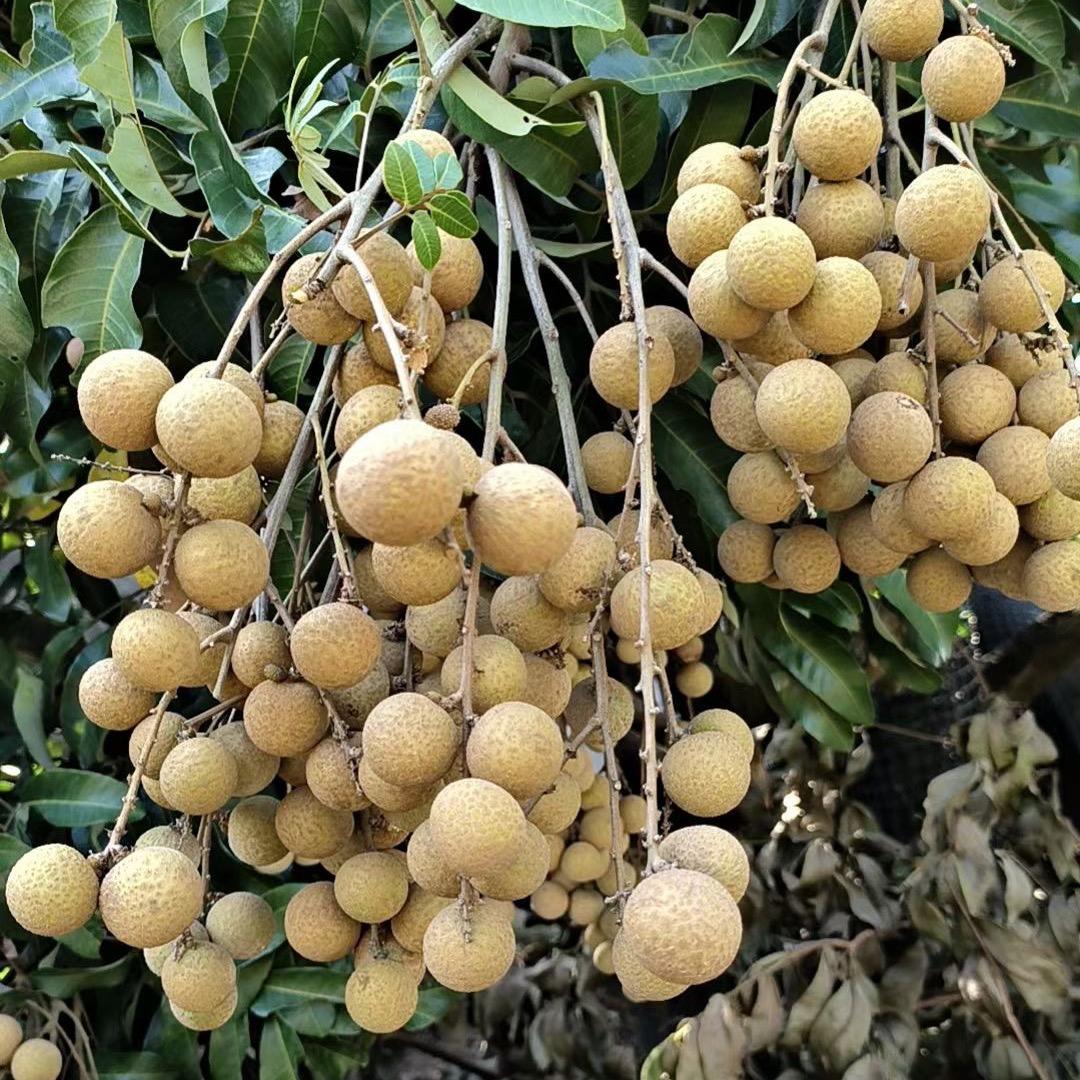 广西八桂农粮农产品铺