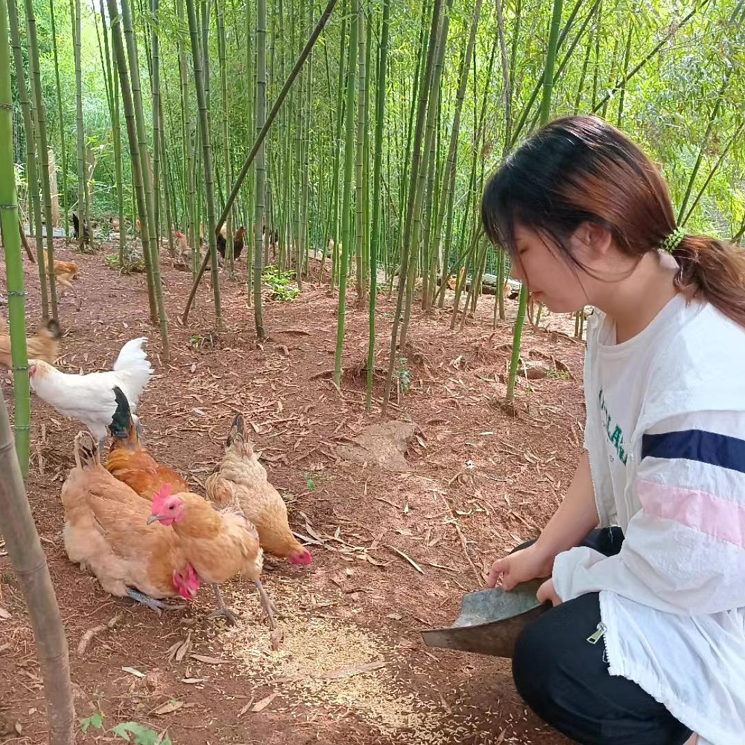 娇娇农村散养土鸡🐔