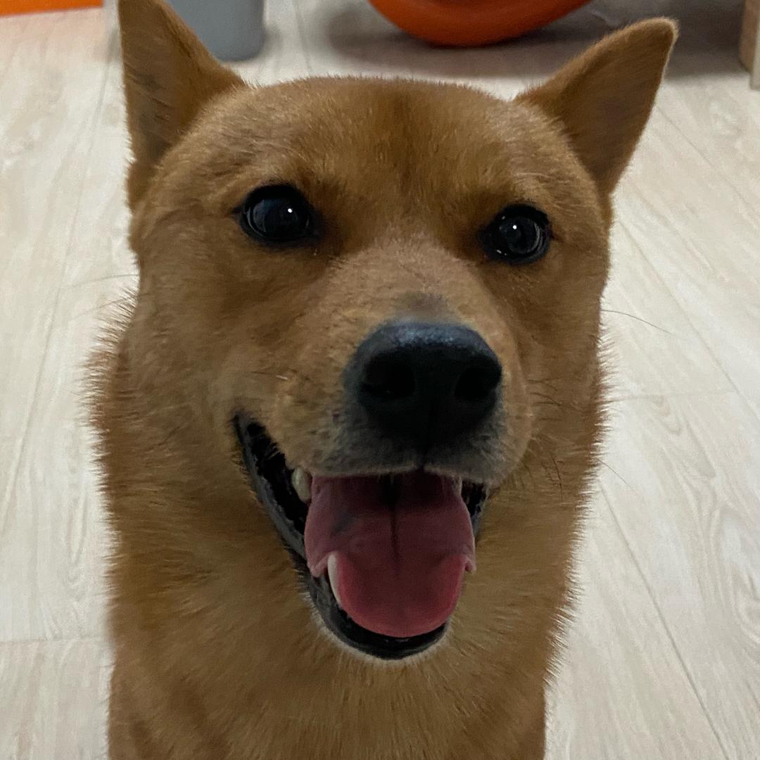 十二大黄狗
