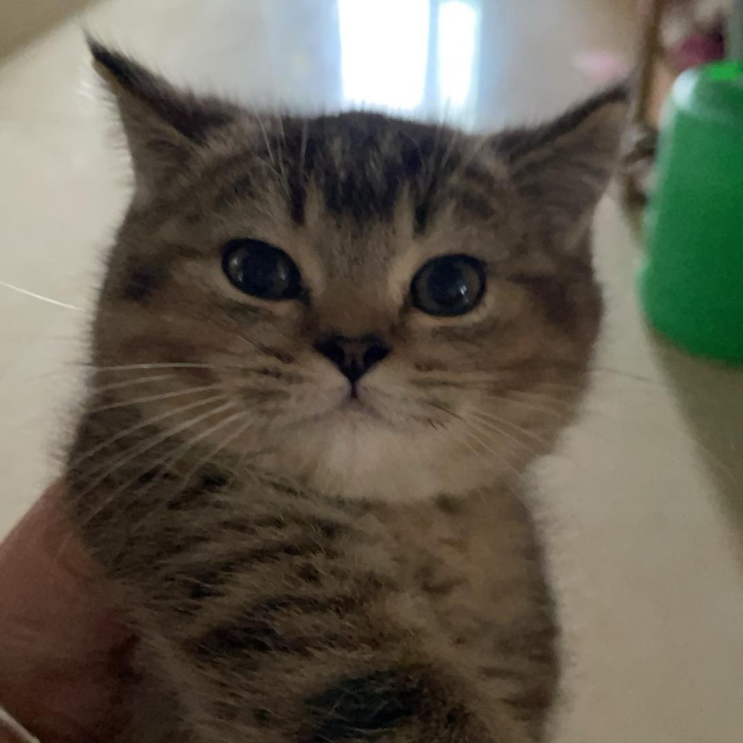 果冻味