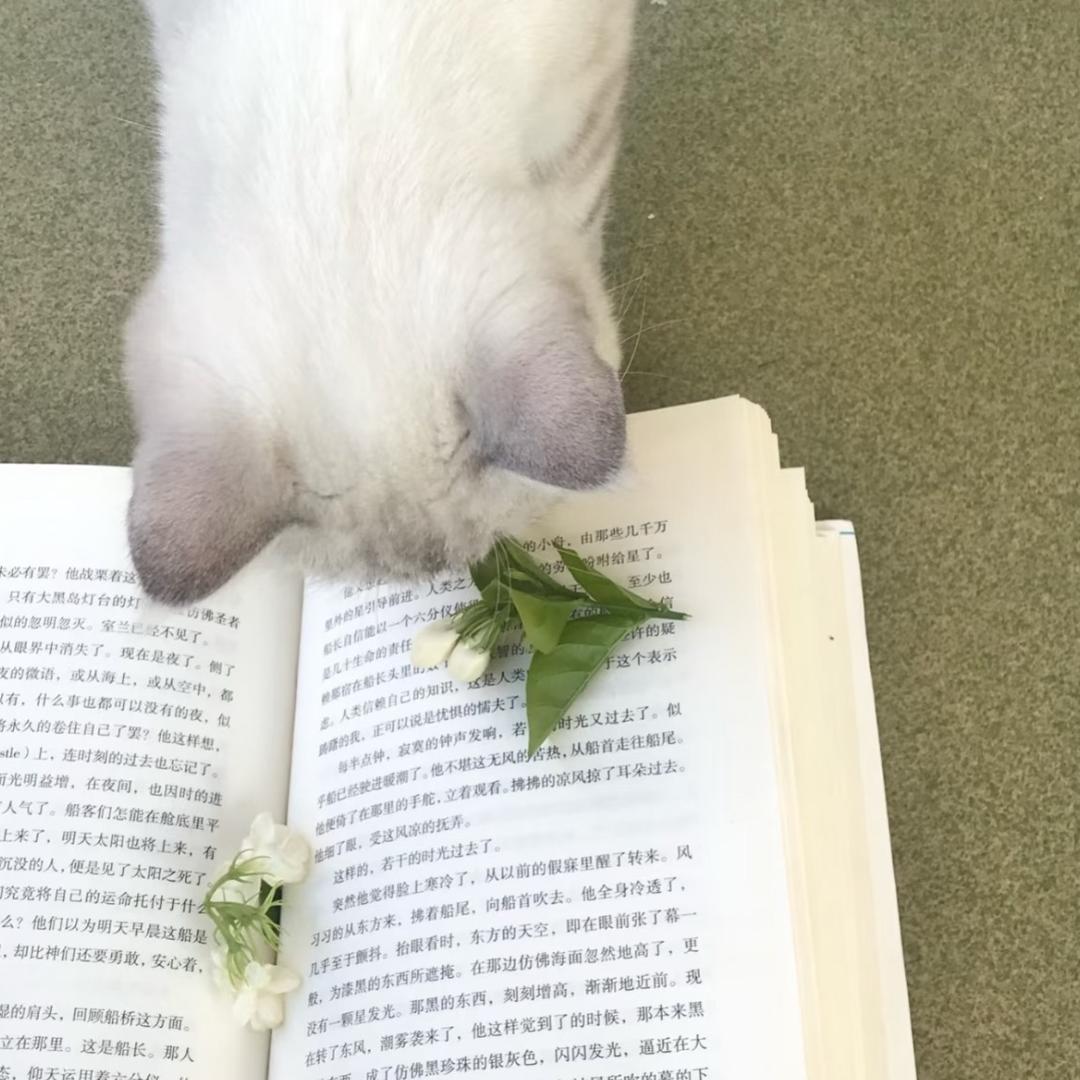 茉莉雨