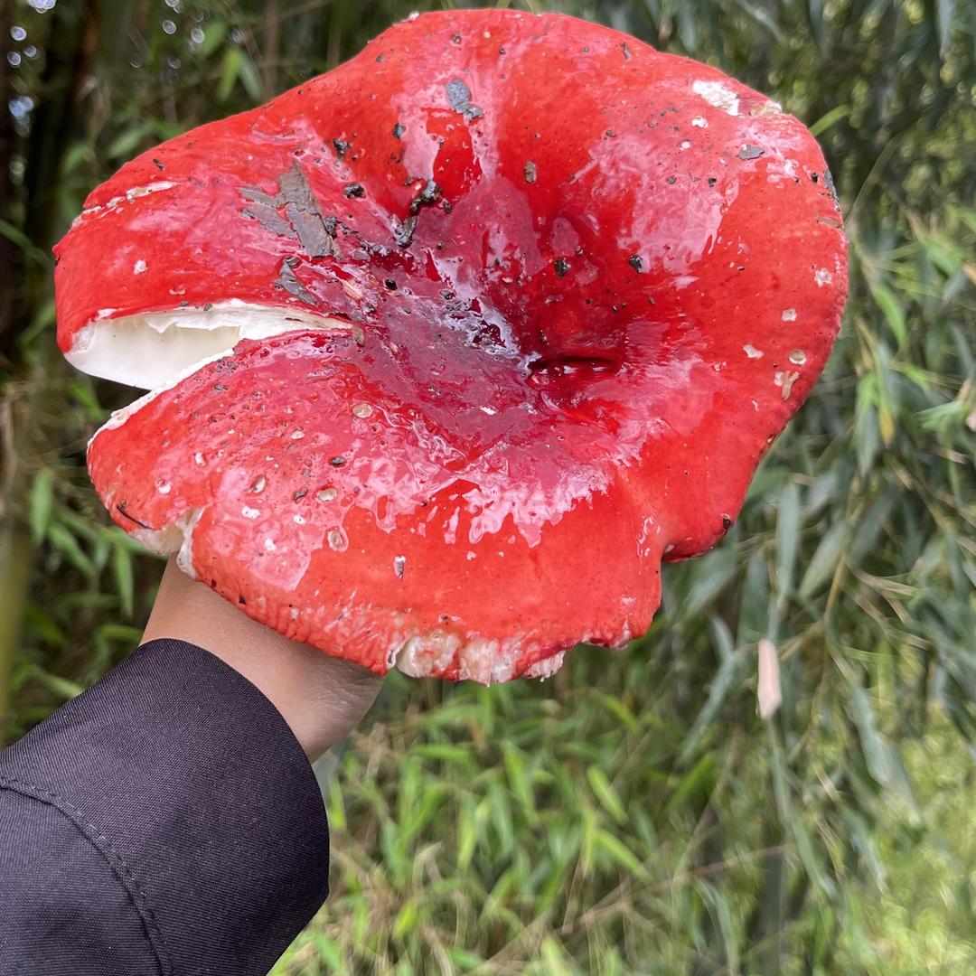 云南吉罗阿伟