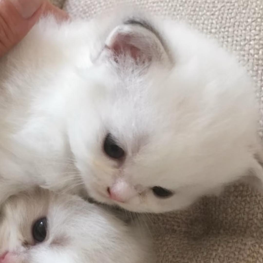 吃太多是会被杀掉的