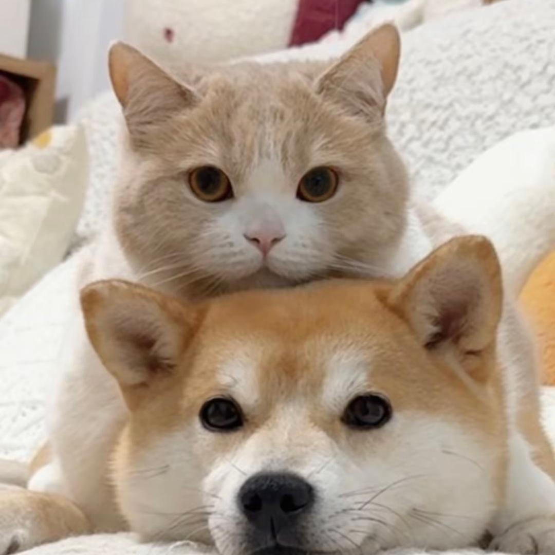 三利宠物