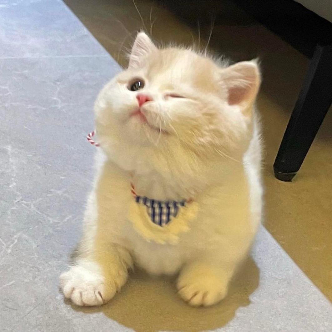 Nini