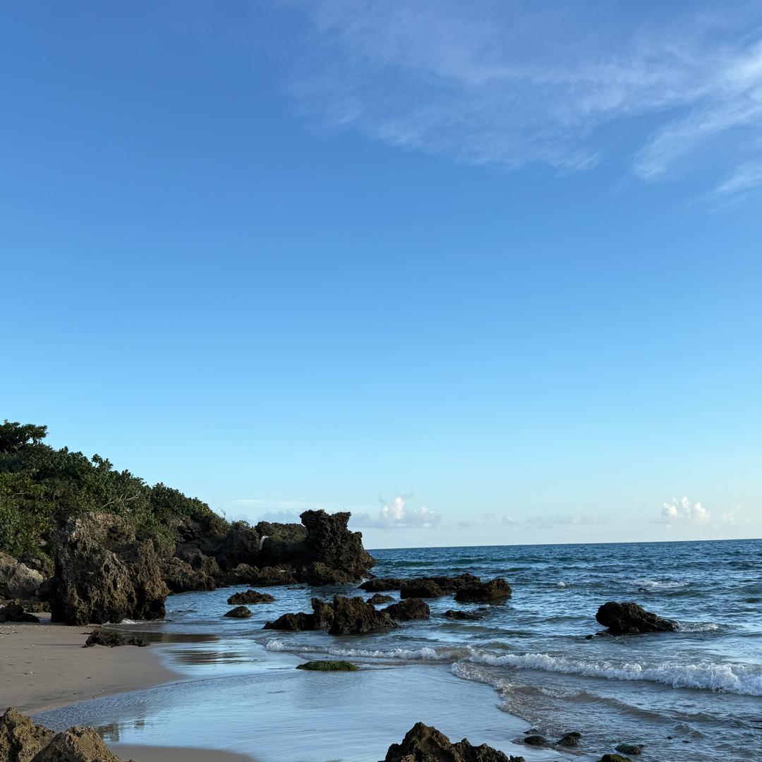 深红的苏里南苦樱桃