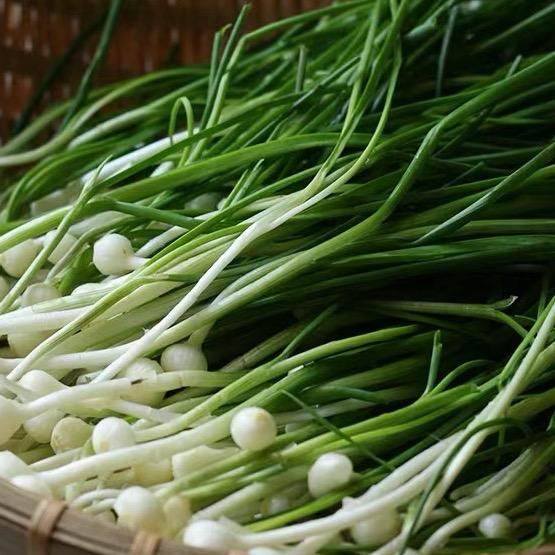 来一把葱