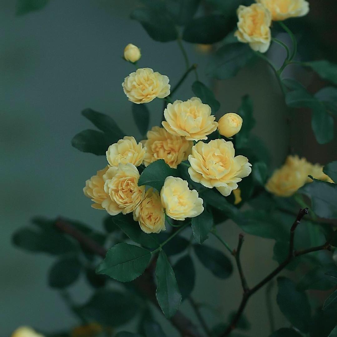 荔枝ᥫᩣ