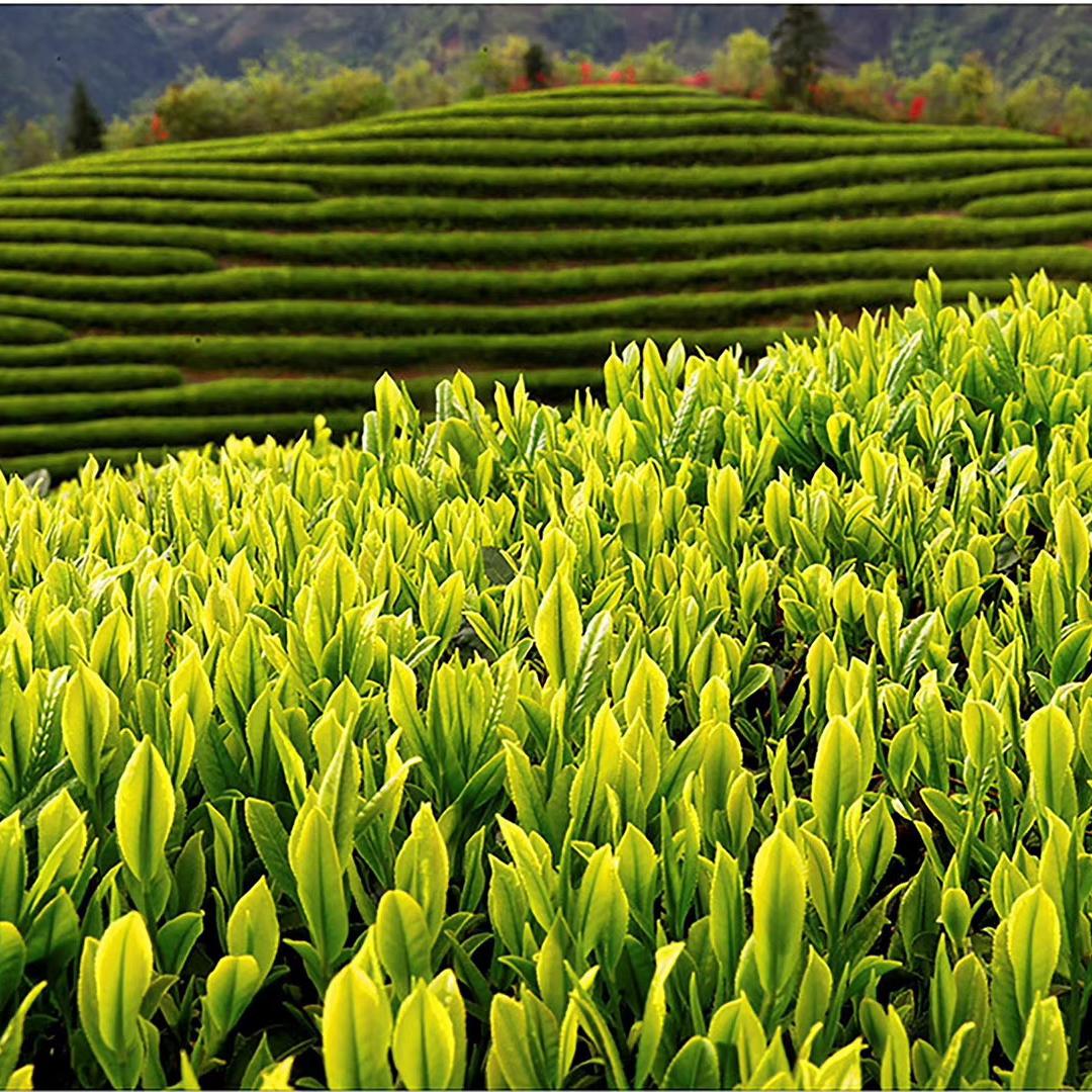 万海茶叶