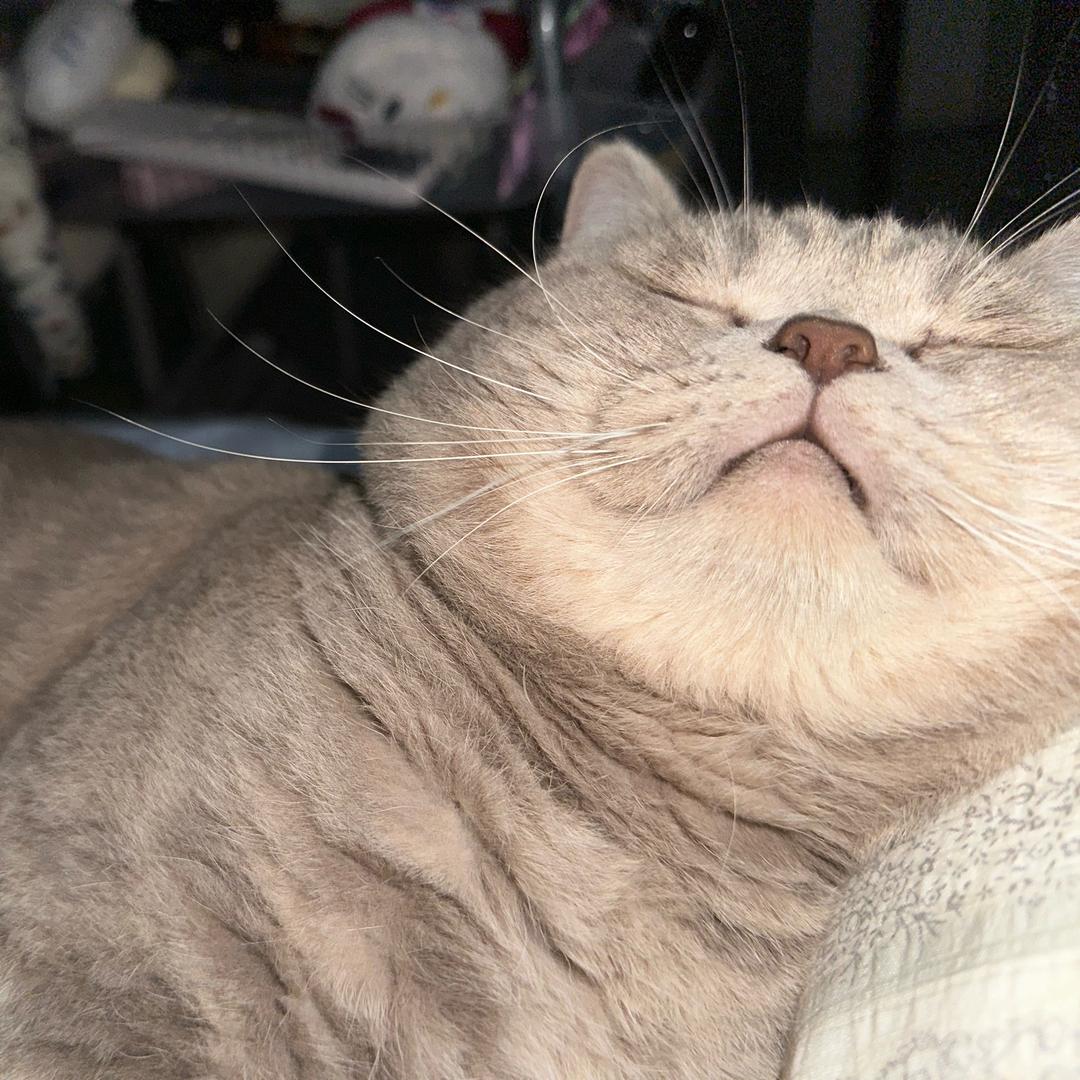 肉肉💫