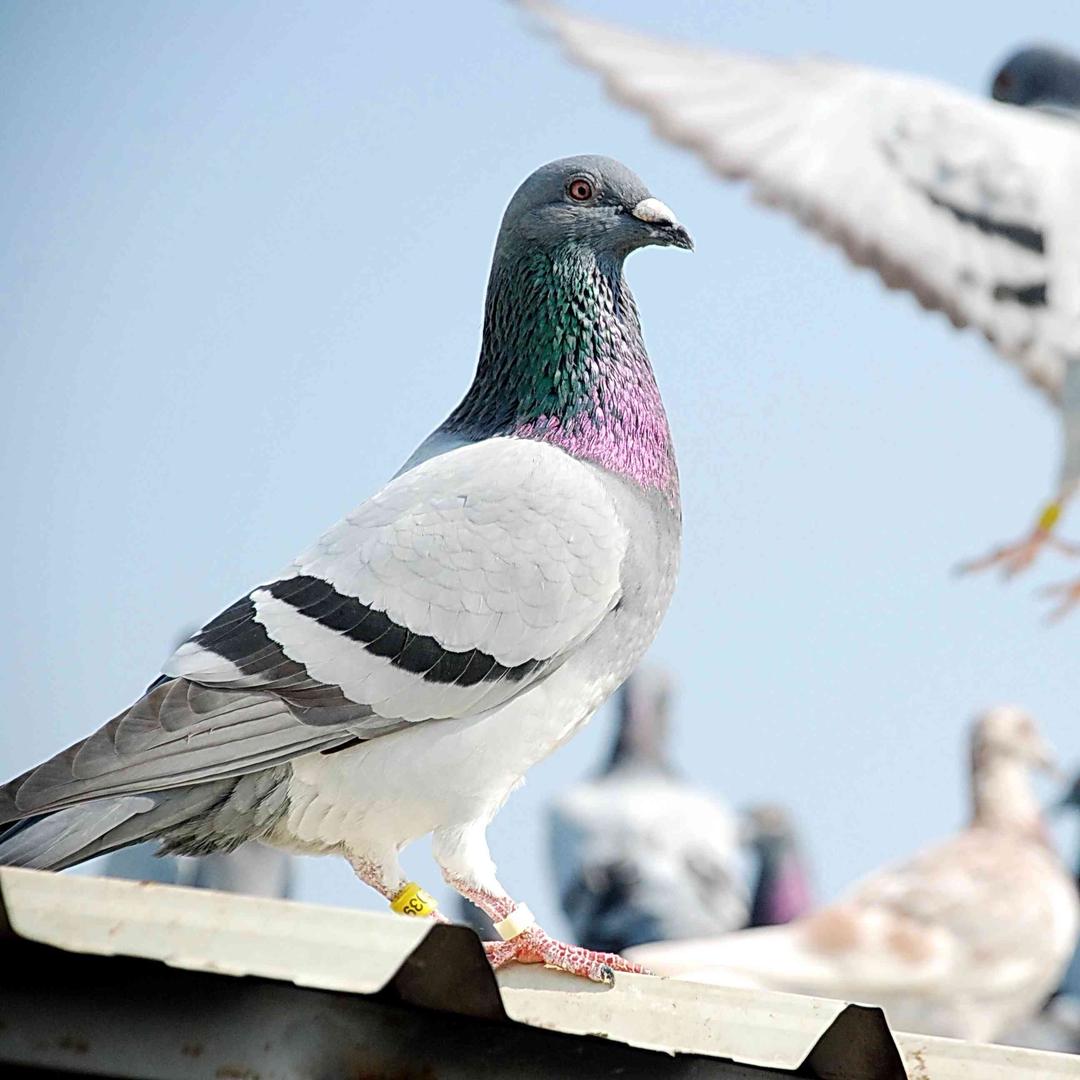 佳翔汇赛鸽用品