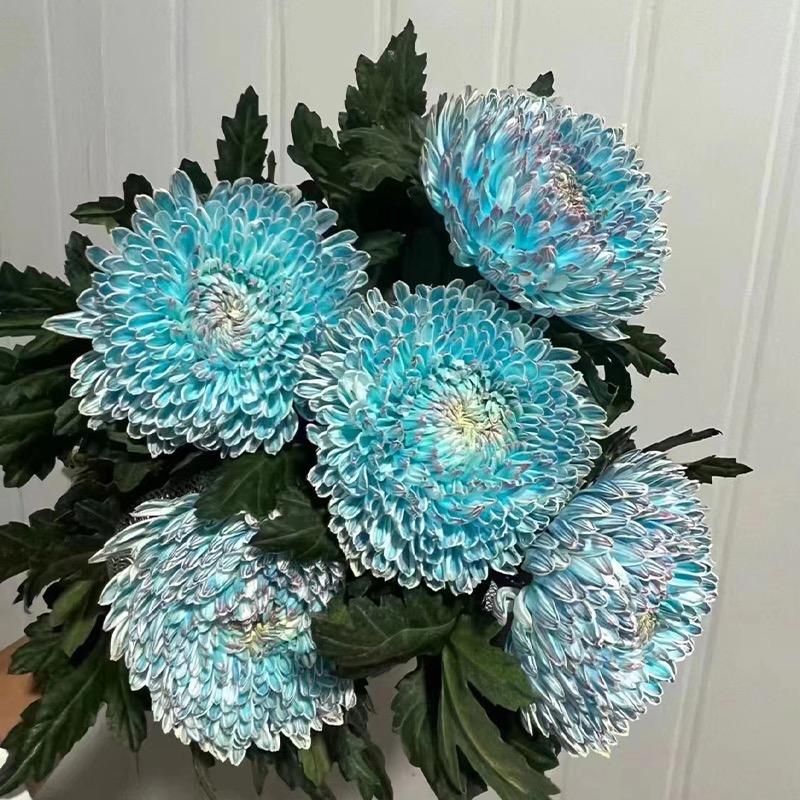 花枝恋花园
