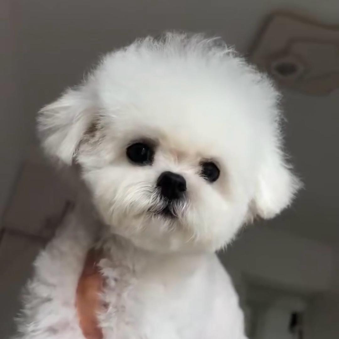 沐曦萌宠