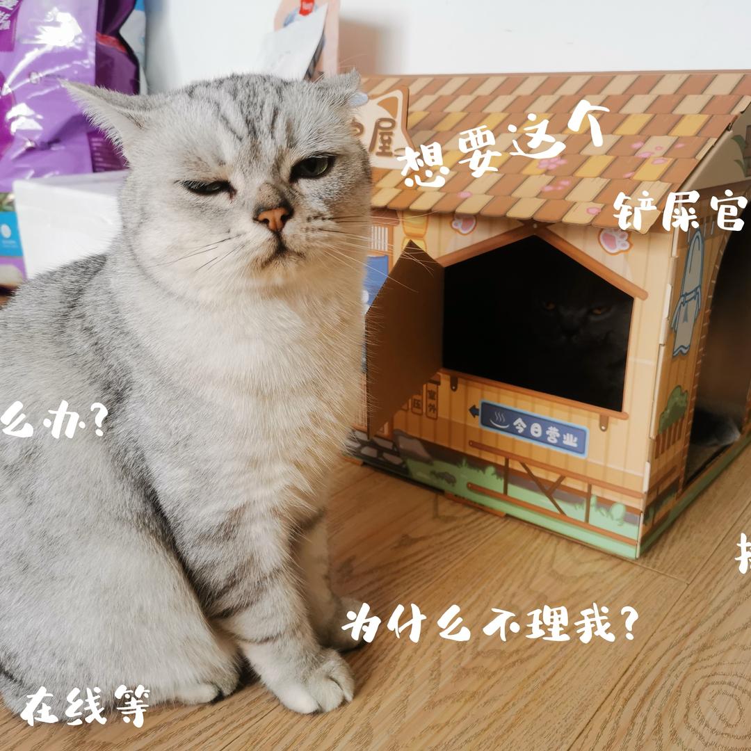 旧街野猫