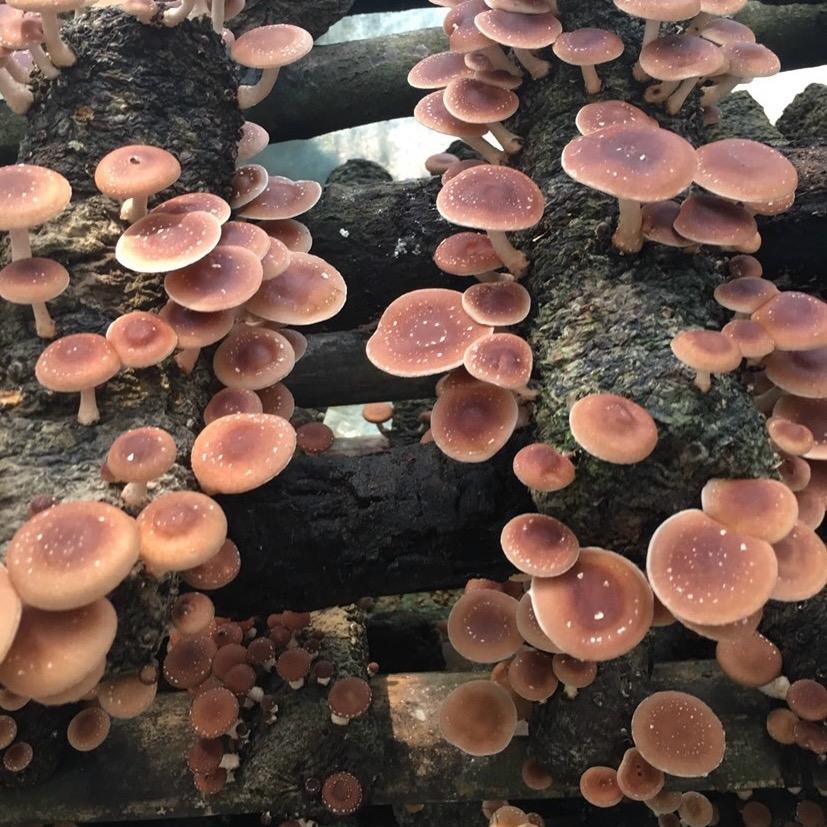 食用菌种植基地