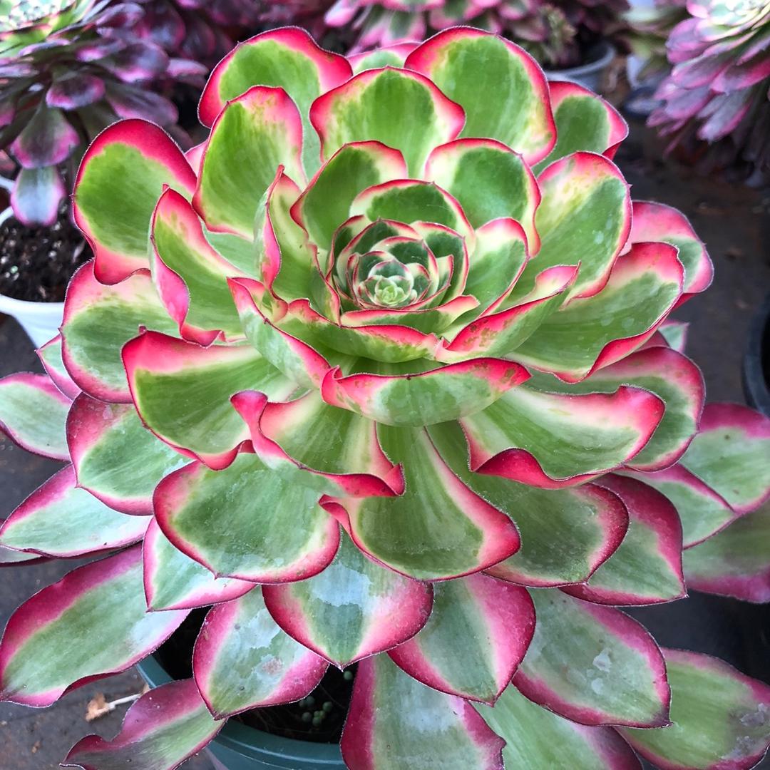 梵花园艺
